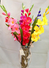 假兰花 艺术与家居的融合，选购与布置全指南