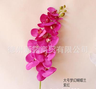 不止于装饰 10头大号梦幻蝴蝶兰如何重塑家居美学新魂